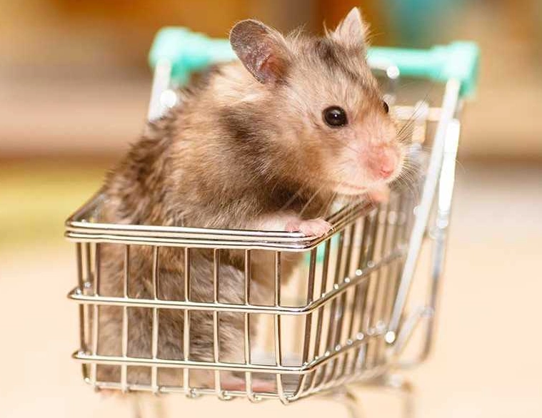 倉鼠洗澡砂推薦