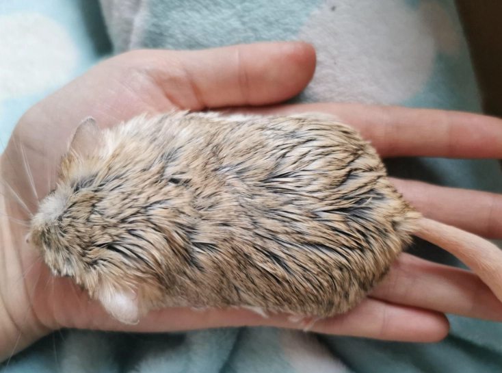 肥尾沙鼠健康 肥尾沙鼠健康