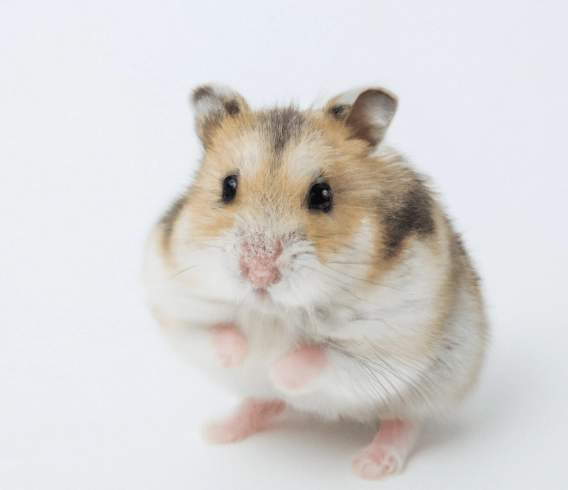 倉鼠一直玩水原因