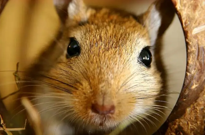 肥尾沙鼠飼養 肥尾沙鼠飼養