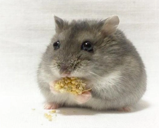 倉鼠腳受傷處理