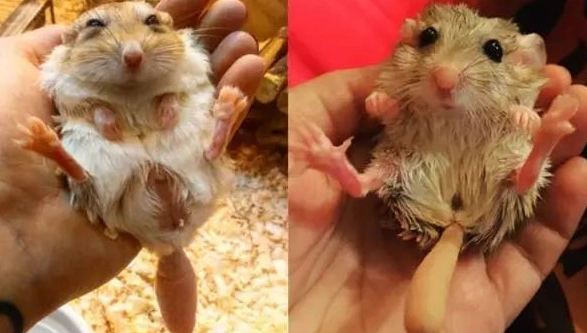 肥尾沙鼠健康 肥尾沙鼠健康