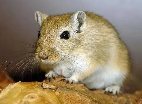 肥尾沙鼠飼養 肥尾沙鼠飼養