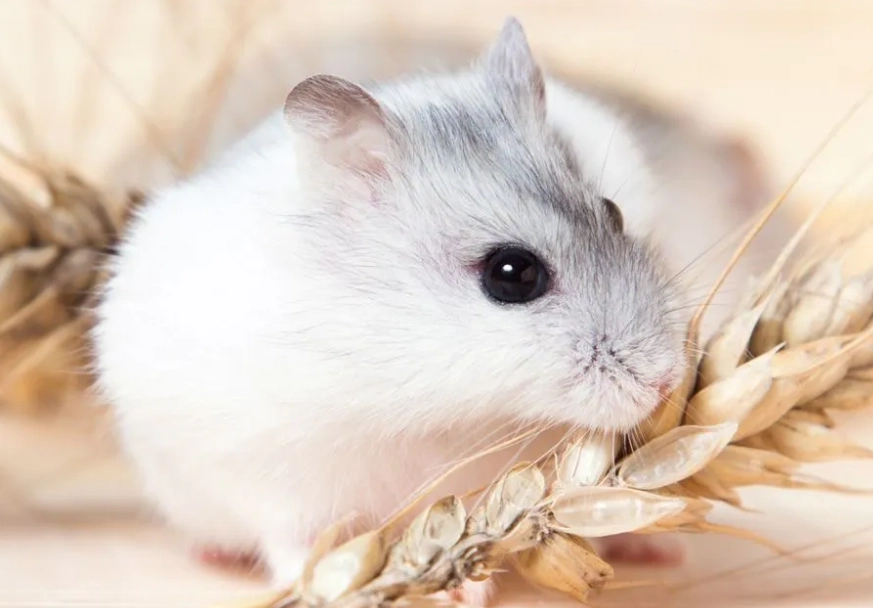 侏儒倉鼠飼養 侏儒倉鼠飼養