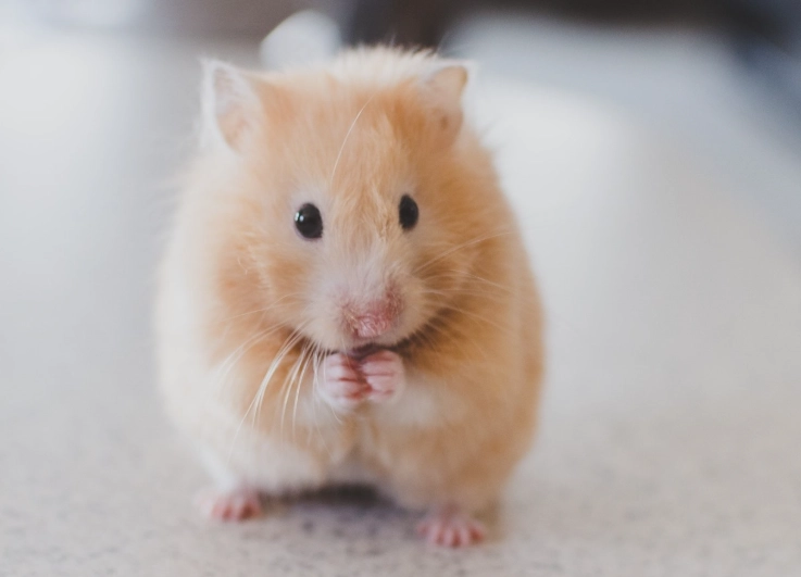 倉鼠壽命延長 倉鼠壽命延長