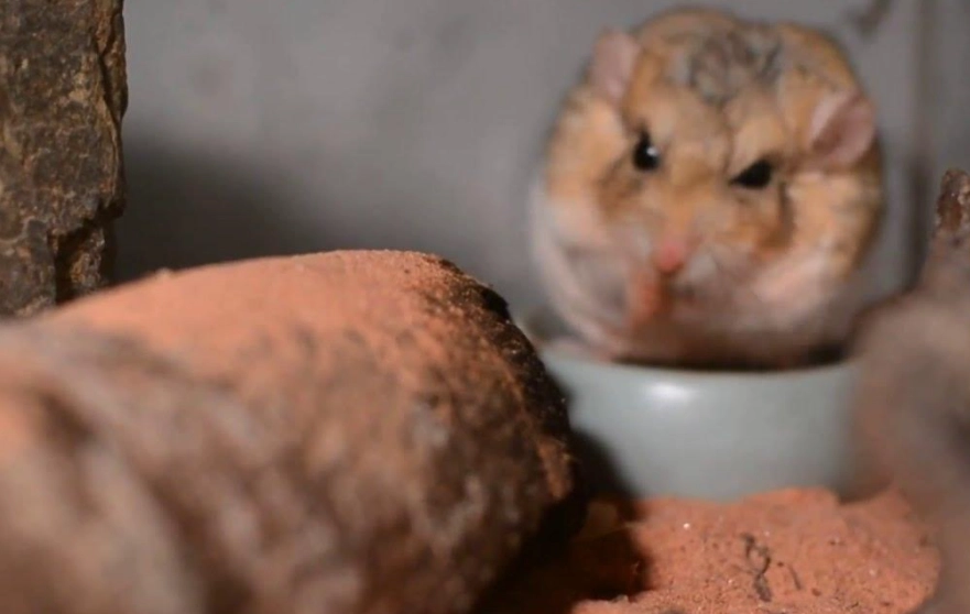 肥尾沙鼠健康 肥尾沙鼠健康