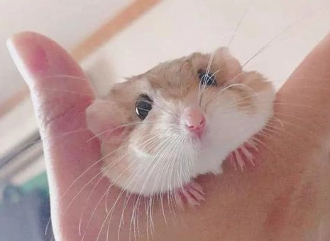 寵物鼠清潔 寵物鼠清潔