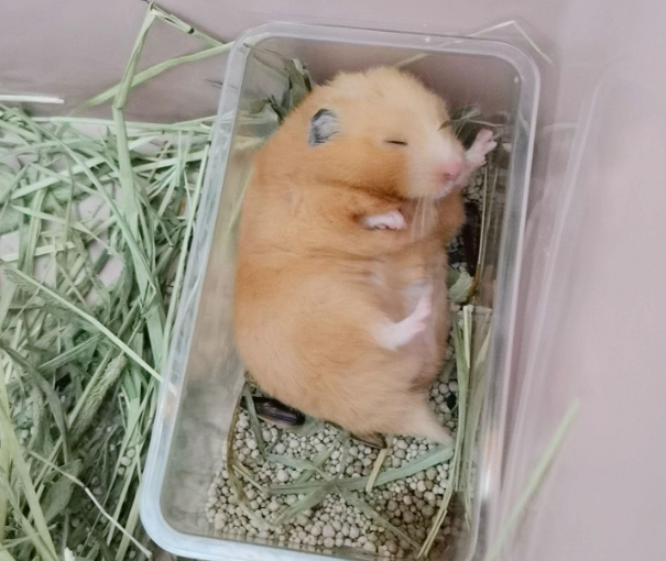 倉鼠多久洗一次澡