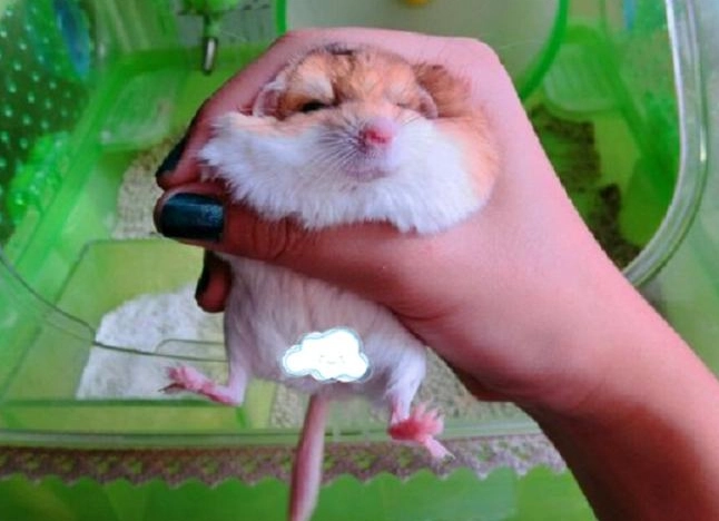 小型寵物洗澡 小型寵物洗澡