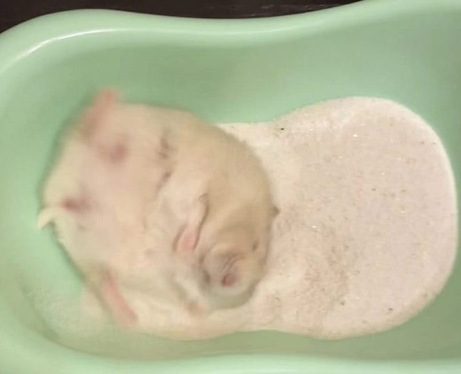 倉鼠洗澡 倉鼠洗澡