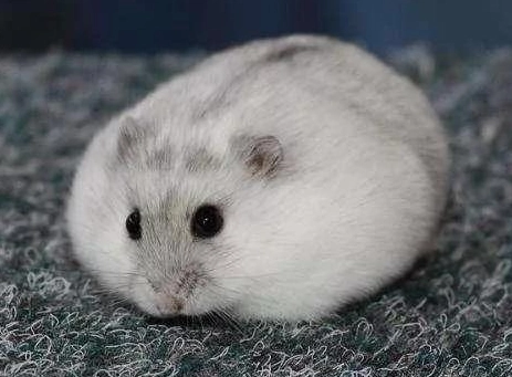 寵物鼠 健康零食