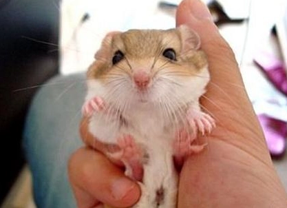 通心粉鼠洗澡全攻略：步驟、工具與新手常犯錯誤