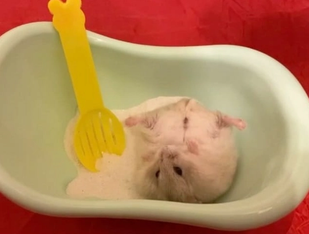 倉鼠清潔頻率 倉鼠清潔頻率