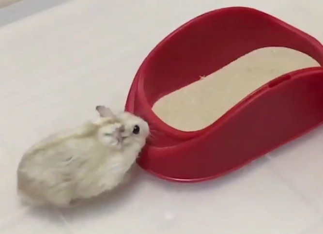 倉鼠洗澡 倉鼠洗澡