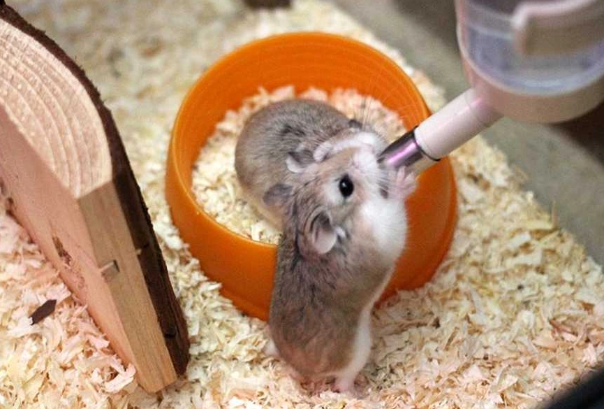 寵物鼠 健康零食