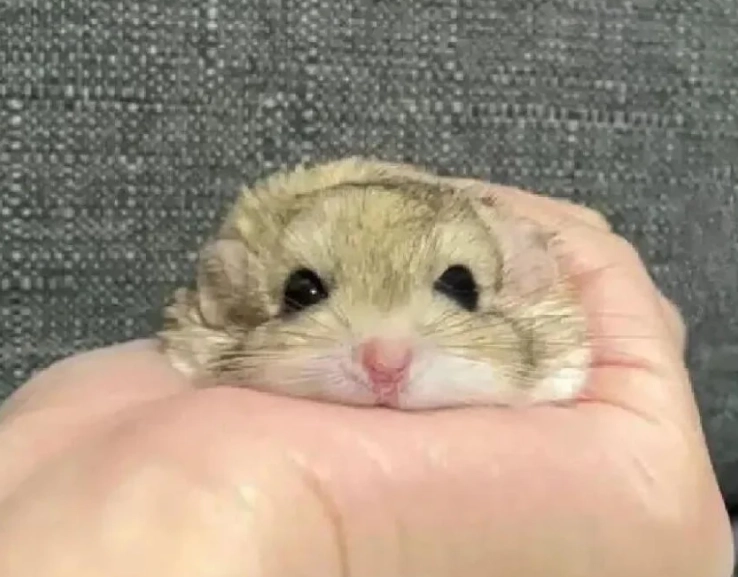 寵物鼠清潔 寵物鼠清潔