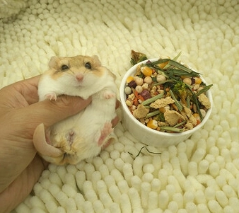 小型寵物洗澡 小型寵物洗澡