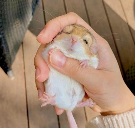 小型寵物洗澡 小型寵物洗澡