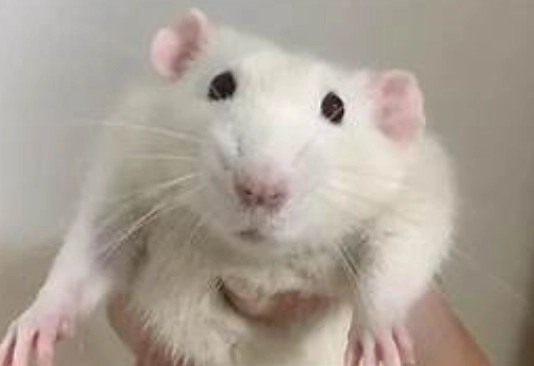 倉鼠清潔頻率 倉鼠清潔頻率