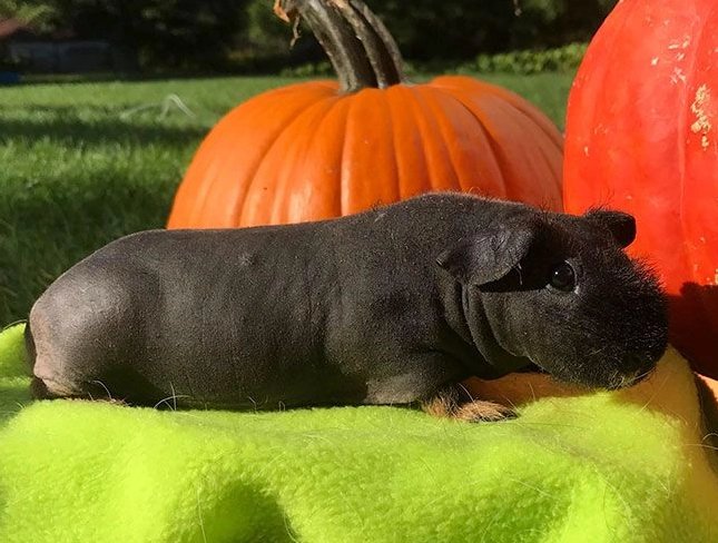Skinny Pig 照顧