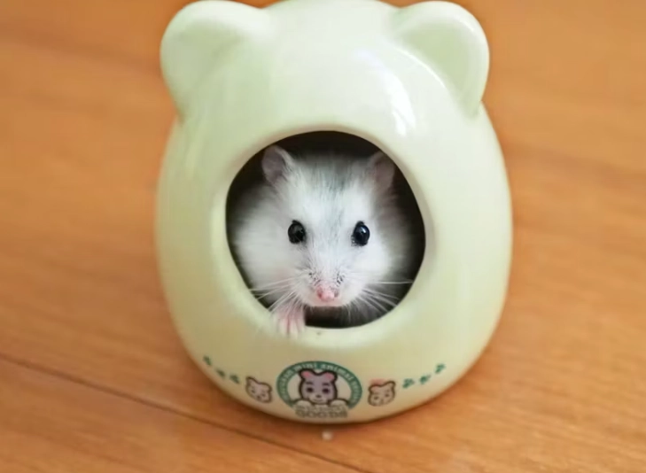 倉鼠不動