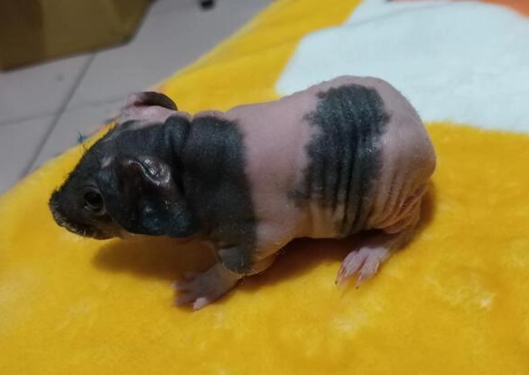 無毛天竺鼠飼養