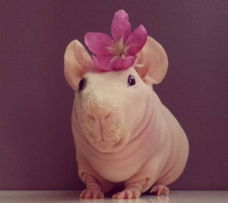 Skinny Pig 照顧