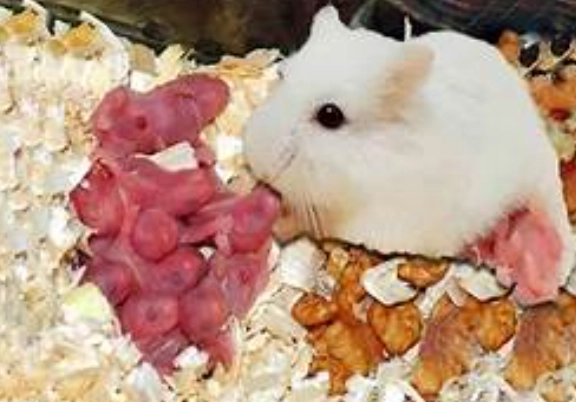 倉鼠餵食頻率