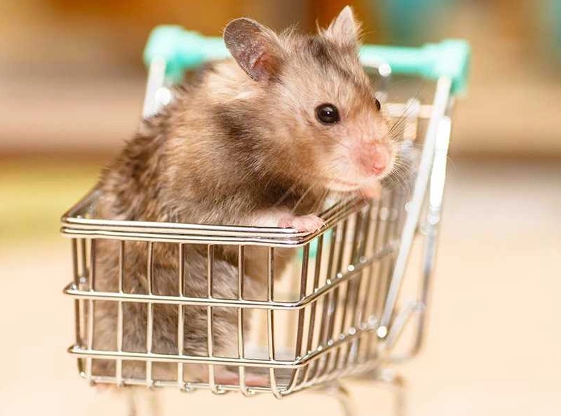 倉鼠發情行為 倉鼠發情行為