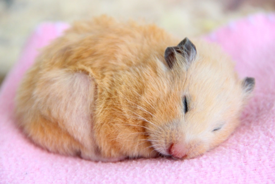 倉鼠發情週期 倉鼠發情週期