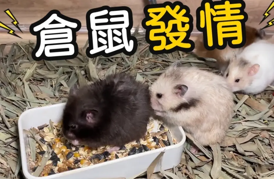 公倉鼠發情行為