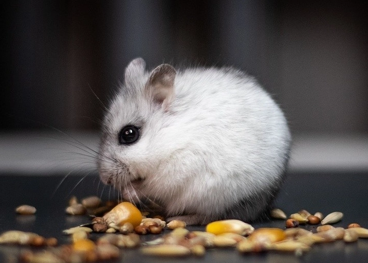 倉鼠主題咖啡 倉鼠主題咖啡