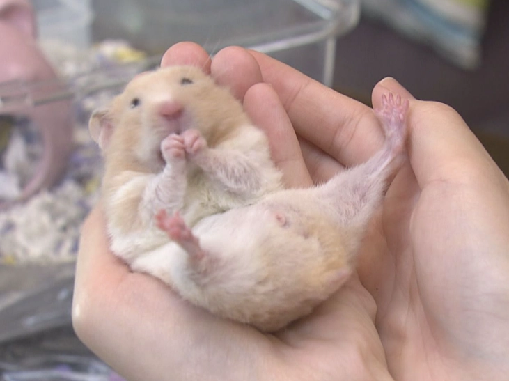 倉鼠互動體驗 倉鼠互動體驗