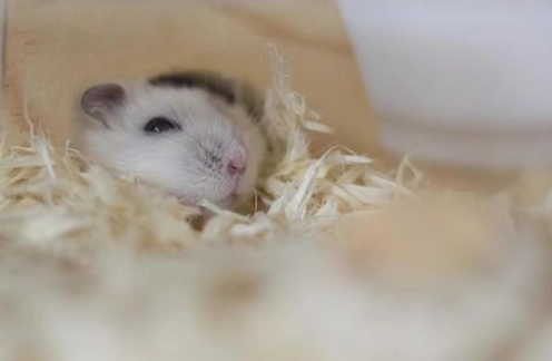 倉鼠香線黑黑的