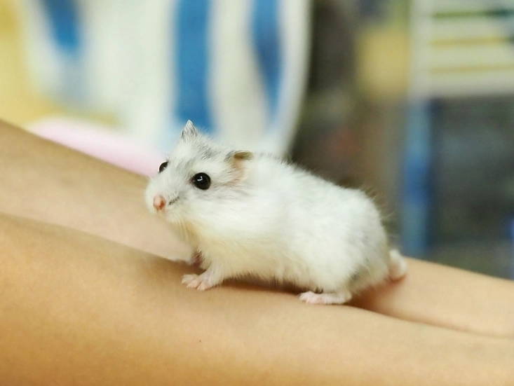 公倉鼠發情處理 公倉鼠發情處理