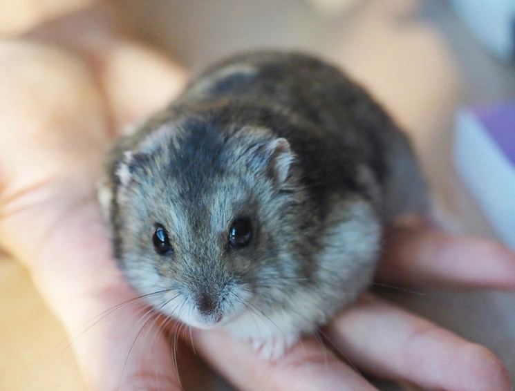 倉鼠發情期多久