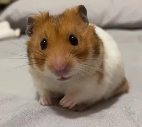 台北寵物友善餐廳 台北寵物友善餐廳