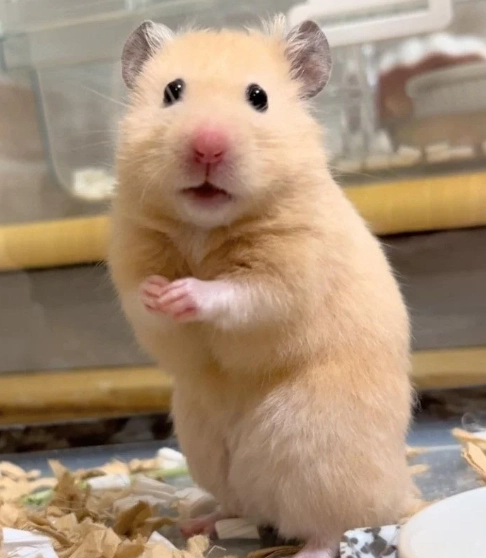 公倉鼠發情處理 公倉鼠發情處理