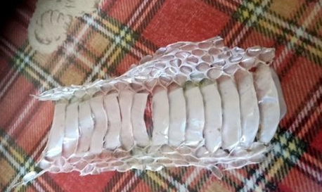 蛇脫皮前兆行為
