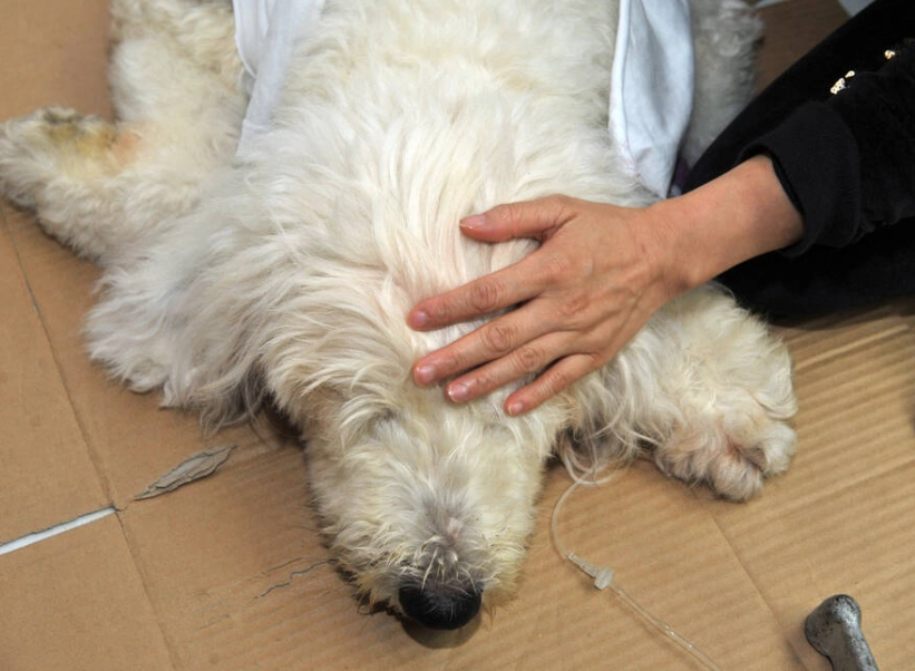 寵物喪失同伴處理