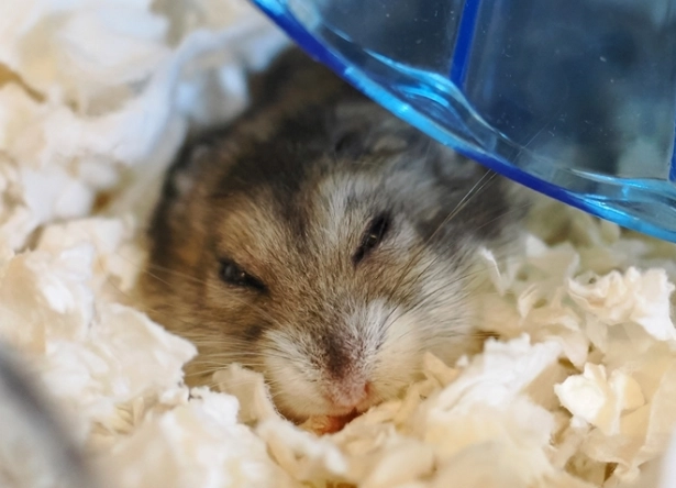 倉鼠脫水症狀 倉鼠脫水症狀