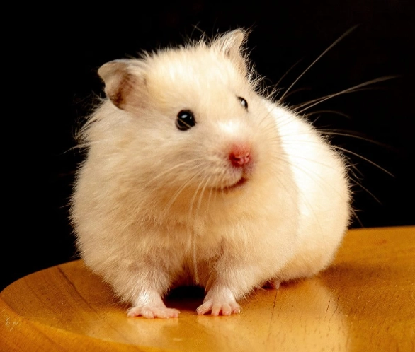 倉鼠飲水器 倉鼠飲水器