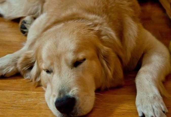 狗狗同伴死亡行為