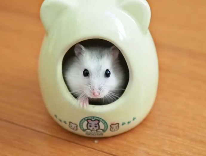 倉鼠腳受傷 倉鼠腳受傷