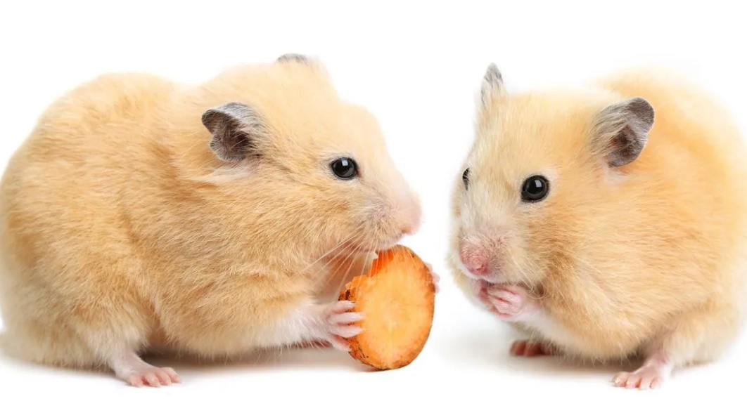 倉鼠死後處理 倉鼠死後處理