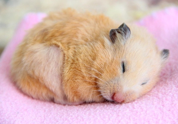 倉鼠飲水器 倉鼠飲水器