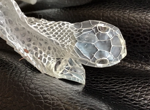 蛇脫皮前兆行為
