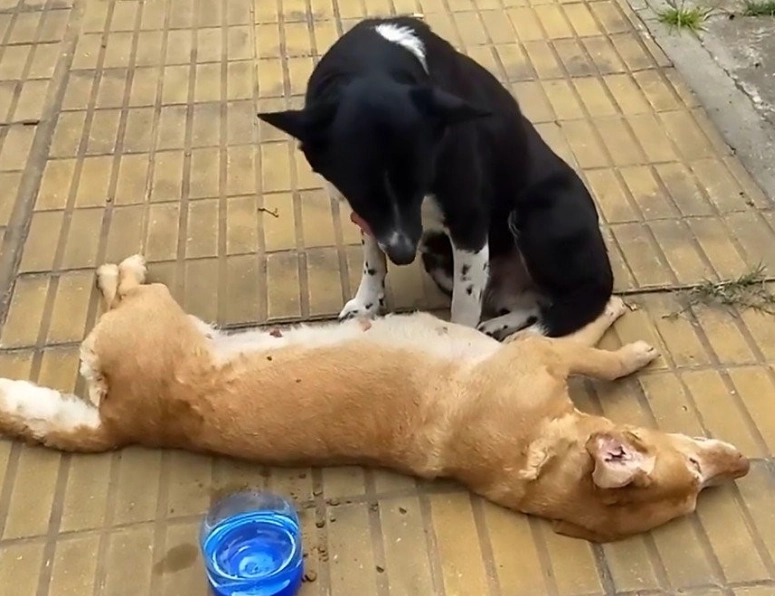 狗狗會知道同伴死了嗎