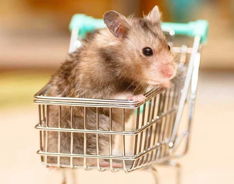 倉鼠生病症狀 倉鼠生病症狀