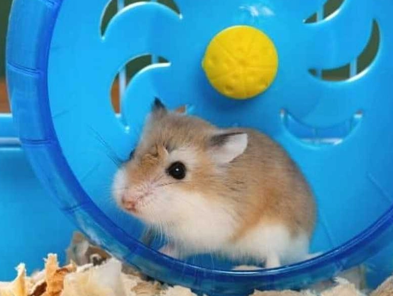 倉鼠死亡徵兆 倉鼠死亡徵兆